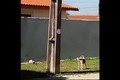 Video: Chú chó kiên trì trèo tường, cái kết không tưởng