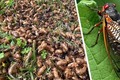 Hơn 1.000 tỷ con côn trùng này đội đất chui lên ở Mỹ 