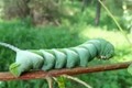 “Hung thần” phá hoại mùa màng thành đặc sản, giá hơn 300.000 đồng/kg