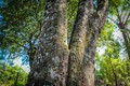 Loại gỗ siêu hiếm, triệu cây mới có một ở Việt Nam