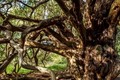 Khu rừng bí ẩn của “phù thủy hắc ám” nổi tiếng nhất nước Anh