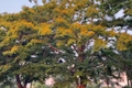 Video: Phố phường Hà Nội vàng rực trong mùa hoa giáng hương