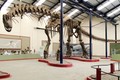 8 loài khủng long lớn nhất Trái đất thời Tiền sử
