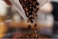 Giá cà phê vượt mốc 100.000 đồng/kg, vì sao vẫn có doanh nghiệp lỗ?