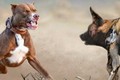 Chó pitbull có sống sót một tuần nếu được đưa vào thảo nguyên châu Phi?