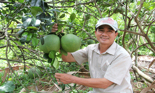 Anh nông dân trồng bưởi da xanh, nuôi lợn lãi 2 tỷ/năm 