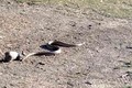 Video: Sóc nhỏ tử chiến với rắn lớn để bảo vệ lãnh thổ