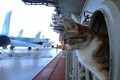 Mèo trên tàu chiến: Như một chiến binh, có trang bị, nhiệm vụ rõ ràng