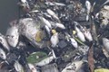 Cá chết hàng loạt, nước chuyển màu ở thượng nguồn sông Sài Gòn