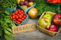 Nông sản hữu cơ: Cải thiện chất lượng thực phẩm trong nước và xuất khẩu