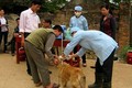 Hà Nội: Lập tổ công tác diệt chó lạ cắn 52 người