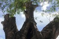 Lộ diện “đại gia” bứng cây Sộp 200 năm làm…của riêng