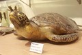 Cận cảnh nơi bảo quản xác cụ Rùa hồ Gươm