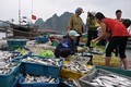 Công bố kết quả xét nghiệm hải sản ở miền Trung