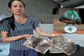 Người dân khu bãi rác Nam Sơn: “Thu hoạch” 5kg ruồi/tuần