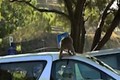 Video: Đi vào “vương quốc khỉ”, bị khỉ phá ô tô