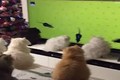 Video: Mèo sẽ thế nào khi thấy “chuột ảo“?