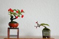 Bonsai táo gai siêu độc được người dân săn lùng chơi Tết