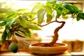 Chiêm ngưỡng những chậu xoài bonsai siêu độc đáo