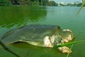 Lai lịch ít biết về cụ Rùa Hồ Gươm