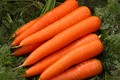 Cà rốt làm giảm 60% nguy cơ ung thư vú