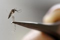 29% bà bầu nhiễm virus Zika có con bị dị tật bẩm sinh