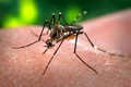 Virus Zika có thể gây tổn thương não người lớn nghiêm trọng