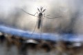 Cặp đồng tính đầu tiên nhiễm Zika qua đường tình dục