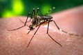Hàn Quốc ghi nhận ca mắc Zika thứ 5 