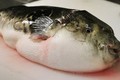 Mách nhỏ phòng ngừa ngộ độc cá nóc không nguy hại tính mạng