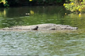 Phẫn nộ bà mẹ ném con 6 tuổi xuống sông đầy cá sấu  