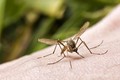 Cách phòng muỗi đốt ngừa Zika khi đi du lịch 30/4