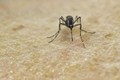 Tây Ban Nha: Thai nhi đầu tiên bị đầu nhỏ liên quan tới Zika