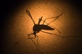 Bắt đầu thử nghiệm vacxin ngừa virus Zika trên người