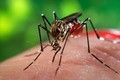 Bệnh nhân nhiễm Zika ở Nhật không phải người Việt