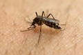 Phát hiện thêm các ca nhiễm Zika ở Phillipines
