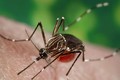 Miền Bắc trở lạnh, tiềm ẩn nguy cơ lây truyền virus Zika