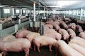 Giữa cơn bão giá, thịt lợn giảm giá khiến người dân càng sốc