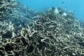 Những rạn san hô “nghìn năm” ở Nha Trang chết hàng loạt