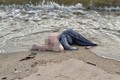 Hú vía búp bê tình dục bị nhầm là xác chết trên bãi biển
