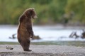 Tại sao gấu nâu vùng Kamchatka của Nga lại rất hiền?