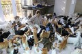 Choáng với đàn mèo cưng 480 con của người phụ nữ Oman