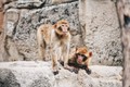 Ngôi làng kỳ lạ “ưu ái” cho bầy khỉ đứng tên trong sổ đỏ