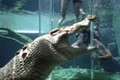 Bị cá sấu ngoạm đầu, người đàn ông thoát chết trong gang tấc