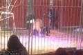 Hãi hùng cảnh sư tử tấn công người huấn luyện khi đang biểu diễn