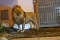 Sư tử xổng chuồng, lang thang trên đường phố Italy gây khiếp sợ