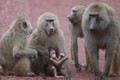 Ấn Độ: Khỉ tấn công khiến bé trai 10 tuổi tử vong
