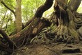 Bí ẩn cây cổ thụ mang “lời nguyền chết người” bị xiềng xích