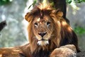 Vì đâu sư tử cái cắn chết sư tử đực từng ân ái?