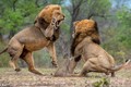 Kịch tính trận chiến của những vị vua sư tử 